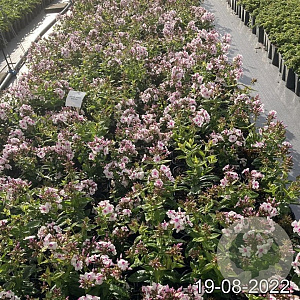 Phlox (P) Famous White Eye GM 2,0L