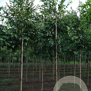 Ostrya carpinifolia 10-12 HO draadkluit