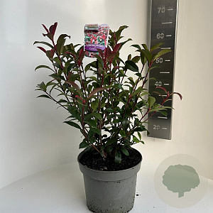 Photinia fraseri Carré Rouge 50-60 cm 5,0L