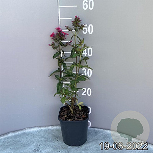 Phlox (P) 'Starfire' GM 2,0L