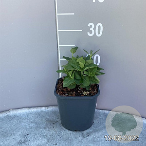 Platycodon grand. 'Astra Blue' GM 2,0L
