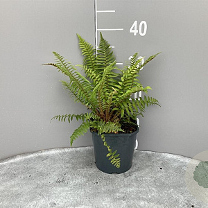 Polystichum munitum GM 2,0L