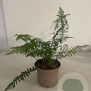 Polystichum munitum GM 2,0L