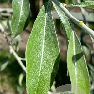 Pyrus nivalis 10-12 HO draadkluit