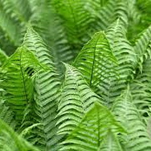 Polystichum set. 'Herrenhausen' 35-40 cm 10L