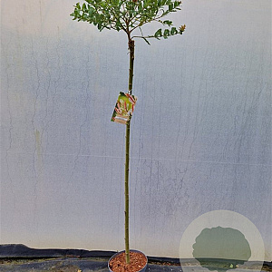 Salix integra 'Hakuro-nishiki' 120 cm stam 5,0L