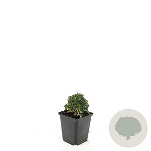 Potentilla tridentata 'Nuuk' GM P9