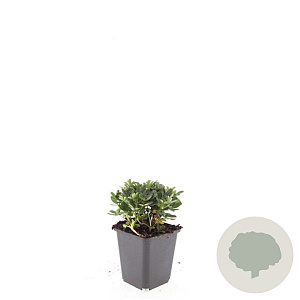 Potentilla tridentata 'Nuuk' GM P9