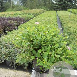 Spiraea jap. 'Little Princess' 20-25 cm C1.5