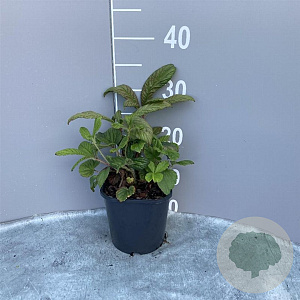 Rodgersia henrici GM 2,0L