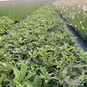 Rodgersia henrici GM 2,0L