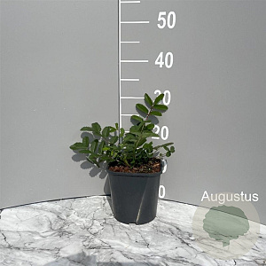 Sanguisorba 'White Brushes' GM 2,0L