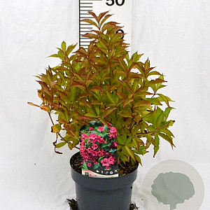 Weigela Big Love 30-40 cm 3,0L