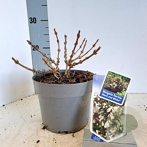Weigela Black and White 20-25 cm 2,0L