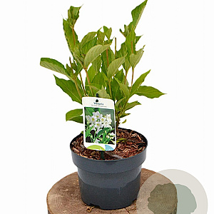 Weigela 'Bristol Snowflake' 30-40 cm 2,0L