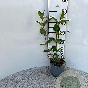 Weigela 'Eva Rathke' 60-80 cm 2,0L