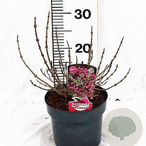 Weigela florida All Summer Monet 25-30 cm 3,0L