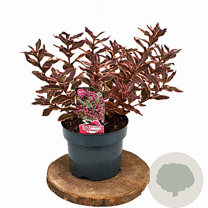 Weigela florida All Summer Monet 25-30 cm 3,0L