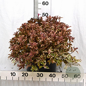 Weigela florida All Summer Monet 50-70 cm 12L