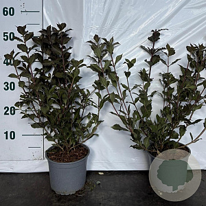 Weigela florida 'Nana Purpurea' 40-50 cm 2,0L