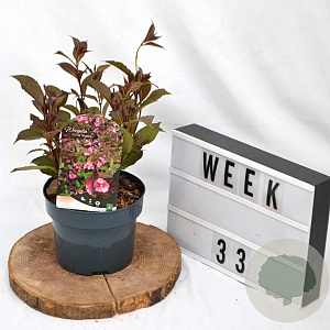 Weigela florida 'Victoria' 30-40 cm 2,0L