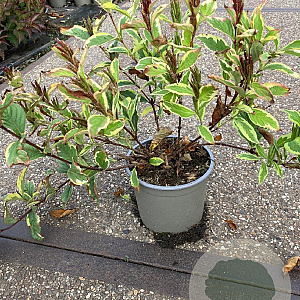 Weigela 'Nana Variegata' 30-40 cm 2,0L