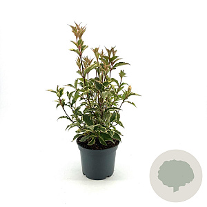 Weigela 'Nana Variegata' 30-40 cm 3,0L