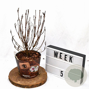 Weigela 'Nana Variegata' 30-40 cm 3,0L