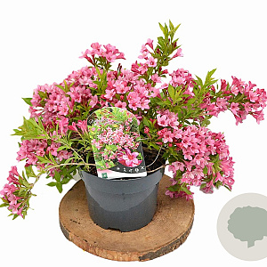 Weigela Picobella Rosa 25-30 cm 3,0L