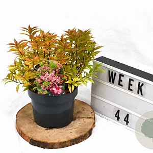 Weigela Picobella Rosa 25-30 cm 3,0L