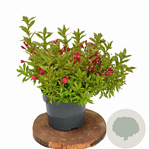 Weigela Picobella Rosso 25-30 cm 3,0L