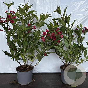 Weigela 'Red Prince' 30-40 cm 2,0L