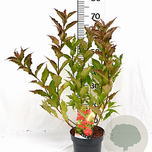 Weigela 'Red Prince' 40-50 cm 3,0L