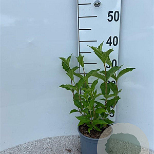 Weigela 'Rosea' 60-80 cm 2,0L