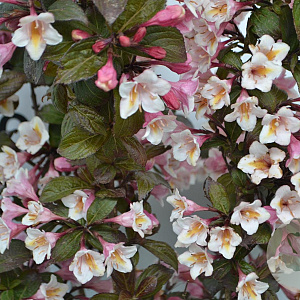 Weigela Vintage Love 25-30 cm 3,0L