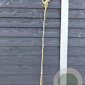 Wisteria macrostachya 'Clara Mack' 150-175 cm vierkant rond 5,5L