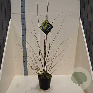 Zelkova serrata 80-100 cm 6L meerstammig