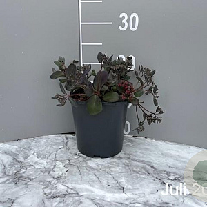 Sedum 'Bertram Anderson' GM 2,0L
