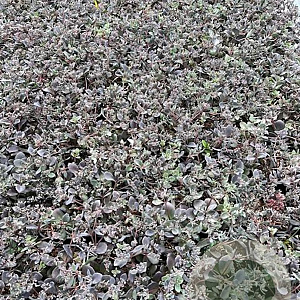 Sedum 'Bertram Anderson' GM 2,0L