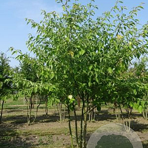 Cornus controversa 350-400 cm draadkluit meerstammig op aanvraag
