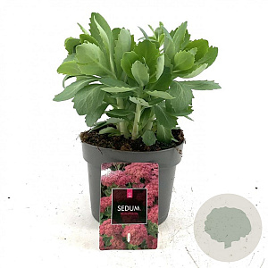 Sedum 'Herbstfreude' GM 2,0L