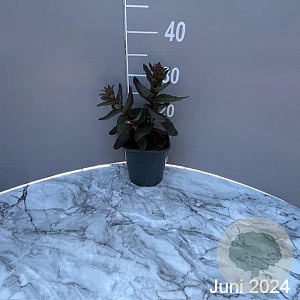 Sedum 'Jose Aubergine' GM 2,0L