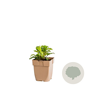 Solidago virgaurea GM  P11