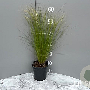 Stipa tenuifolia GM 2,0L