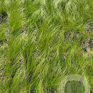 Stipa tenuifolia GM 2,0L
