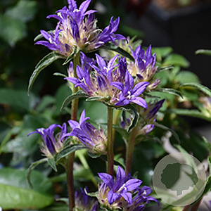 Campanula glom. 'Allgentitwist' GM P9