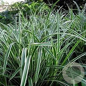 Carex musk. 'Variegata' GM P9