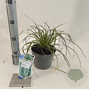 Carex oshim. Evercolor Evercream 20-25 cm 2,0L