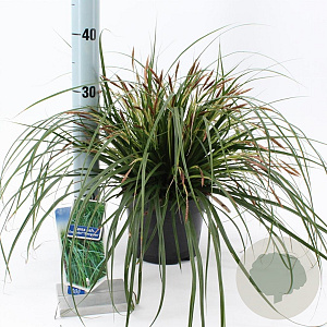 Carex oshim. 'Evergreen' 20-25 cm 2,0L