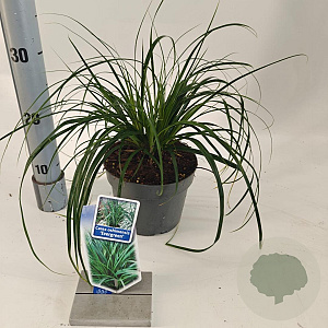 Carex oshim. 'Evergreen' 20-25 cm 2,0L
